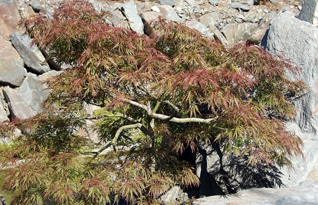 Bild von Acer palmatum – Fächer-Ahorn, Japanischer Ahorn