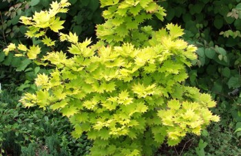 Thumbnail Acer shirasawanum ‚Aureum‘ – Japanischer Gold-Ahorn