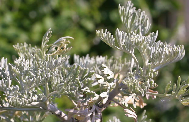 Bild von Artemisia arborescens ‚Powis Castle‘ – Halbstrauchiger Wermut