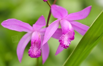 Thumbnail Bletilla striata – China-Orchidee