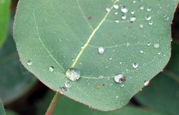 Thumbnail Eucalyptus citriodora – Zitroneneukalyptus