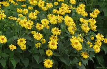 Thumbnail Heliopsis helianthoides var. scabra ‚Sommersonne‘ – Sonnenauge