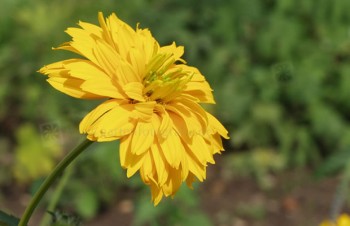 Thumbnail Heliopsis helianthoides var. scabra – Sonnenauge