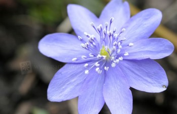 Thumbnail Hepatica nobilis – Leberblümchen