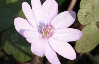 Thumbnail Hepatica nobilis ‚Rosea‘ – Rosa Leberblümchen