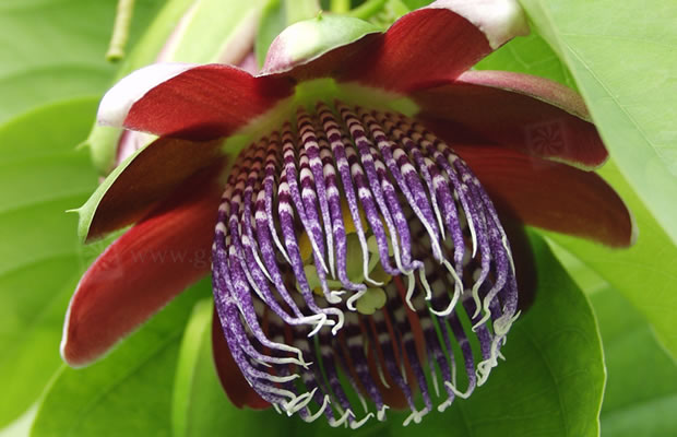 Bild von Passiflora alata – Passionsblume