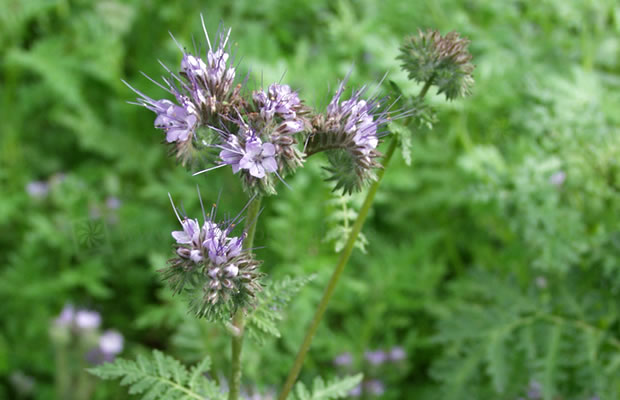 Bild von Phacelia tanacetifolia – Rainfarn-Phazelie, Phazelie, Bienenfreund, Büschelschön, Bienenweide, Bienensaug