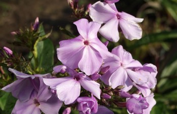 Thumbnail Phlox paniculata ‚Lilac Time‘ – Stauden-Phlox