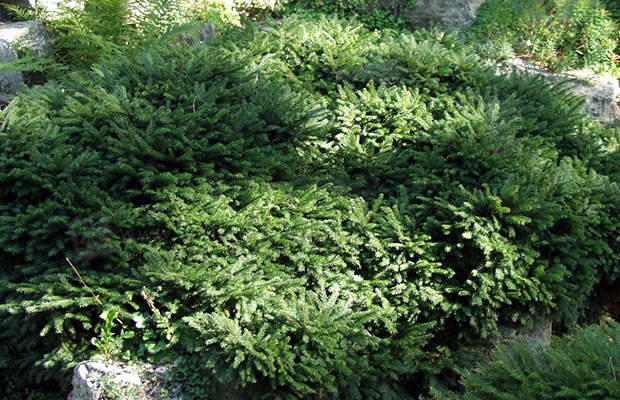 Bild von Picea abies ‚Pumila Glauca‘ – Pummel-Fichte, Rot-Fichte, Rot-Tanne