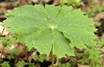 Thumbnail Sinopodophyllum hexandrum – Himalaja-Maiapfel