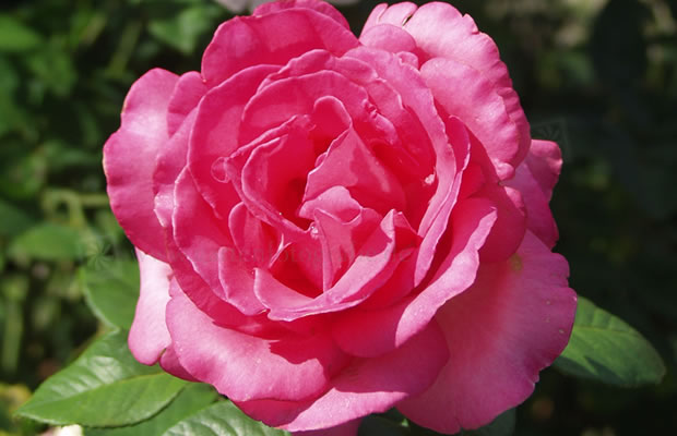 Bild von Rosa ‚Esmeralda®‘ – Edel-Rose, Tee-Rose