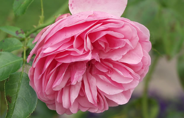 Bild von Rosa ‚Leonardo da Vinci®‘ – Romantika-Rose, Floribunda-Rose