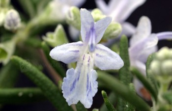 Rosmarinus officinalis 'Blue Rain'