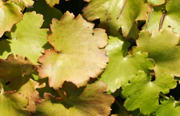 Bild von Saxifraga fortunei ‚Maigrün‘ – Herbst-Steinbrech