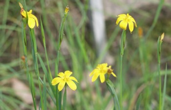 Thumbnail Sisyrinchium californicum – Kalifornisches Grasschwertel