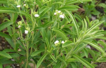 Thumbnail Stevia rebaudiana – Süßkraut