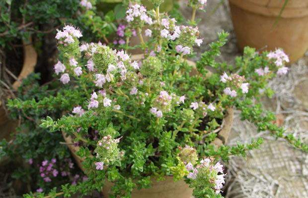Thymus thracicus - Lavendel-Thymian › PflanzenReich