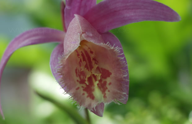 Pleione grex. 'Rakata Shot Silk'