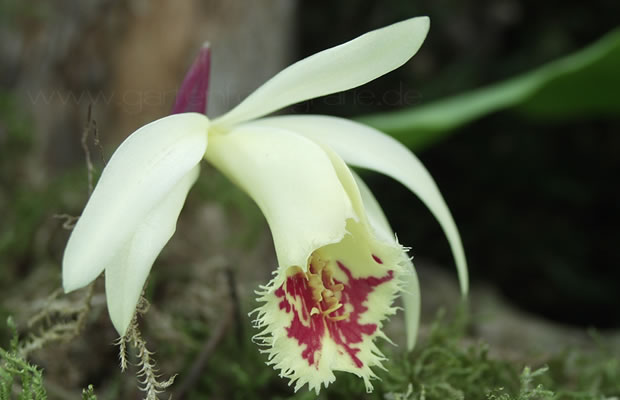 Pleione grex. 'Shantung Ducat'