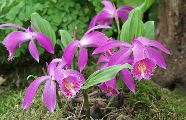 Pleione grex. 'Tongariro Jackdraw'