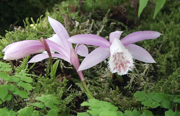 Pleione grex. 'Versailles Heron'