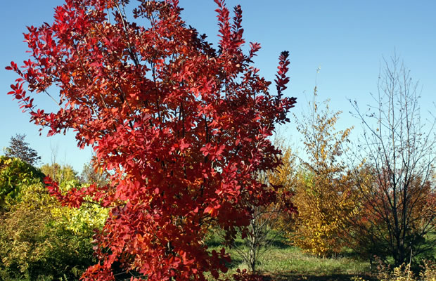 Forstbotanischer Garten Tharandt Pflanzenreich