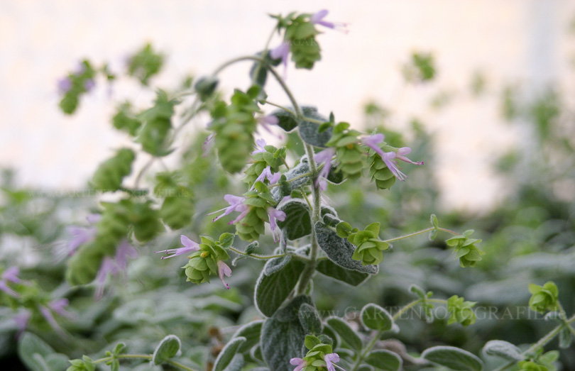 Bild/Foto von Bild 6 – Origanum dictamnus (Kreta-Oregano)