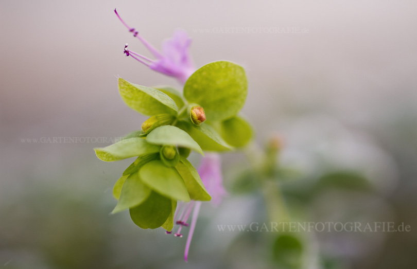 Bild/Foto von Bild 7 – Origanum dictamnus (Kreta-Oregano)