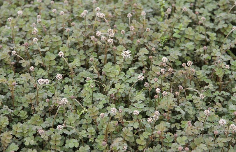 Bild von Acaena microphylla ‚Kupferteppich‘ – Braunrotes Stachelnüsschen