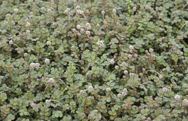 Thumbnail Acaena microphylla ‚Kupferteppich‘ – Braunrotes Stachelnüsschen