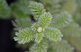 Thumbnail Acaena myriophylla – Farnblättriges Stachelnüsschen
