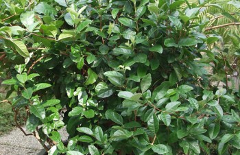 Thumbnail Acca sellowiana – Brasilianische Guave