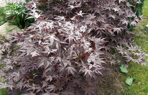 Bild von Acer palmatum ‚Bloodgood‘ – Roter Fächer-Ahorn, Japanischer Ahorn