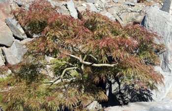 Thumbnail Acer palmatum – Fächer-Ahorn