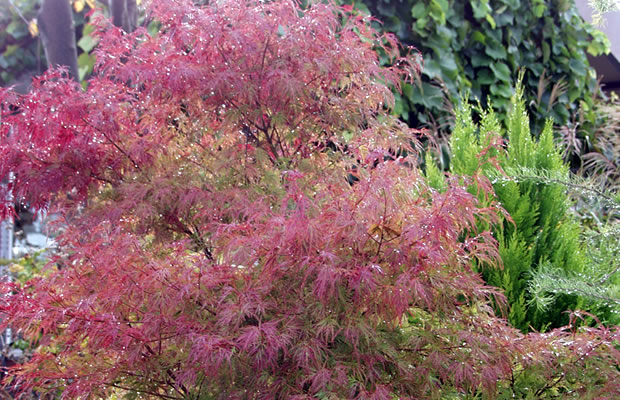 Bild von Acer palmatum ‚Seyriu‘ – Fächer-Ahorn, Japanischer Ahorn