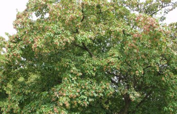 Thumbnail Acer platanoides – Spitz-Ahorn