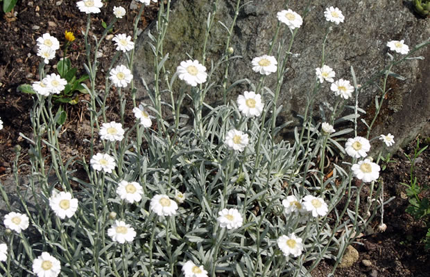 Bild von Achillea ageratifolia – Dalmatiner Silbergarbe, Silbergarbe