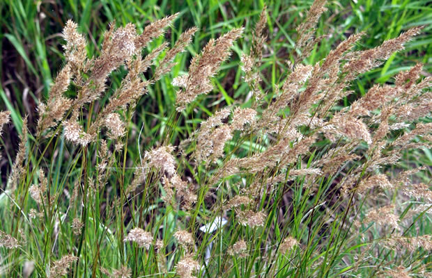 Bild von Stipa calamagrostis – Silberährengras, Ränkegras, Raugras, Föhngras