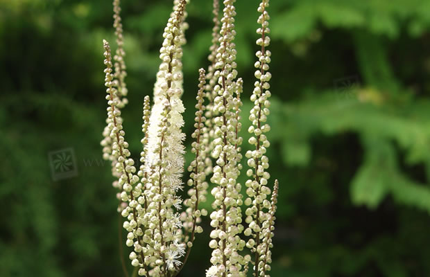 Bild von Actaea heracleifolia ‚Compacta‘ – Bärenklau-Silberkerze