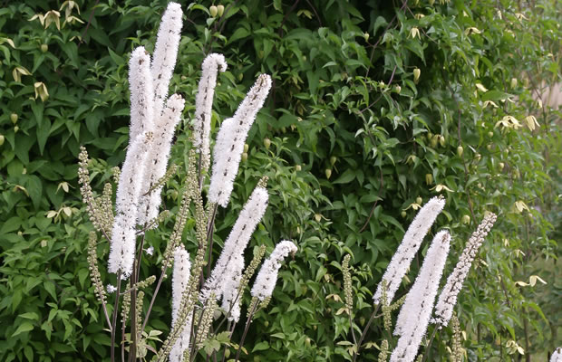 Bild von Actaea matsumurae ‚White Pearl‘ – Oktober-Silberkerze
