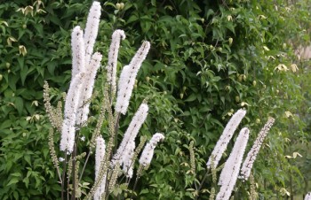 Thumbnail Actaea matsumurae ‚White Pearl‘ – Oktober-Silberkerze