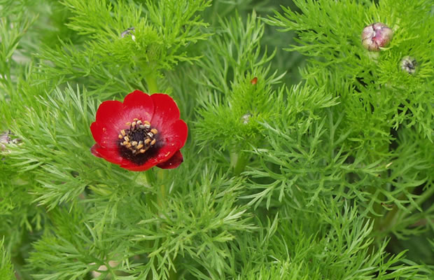 Bild von Adonis aestivalis – Sommer-Adonisröschen, Sommerblutströpfchen