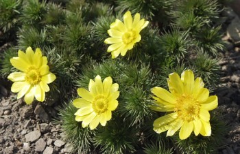 Thumbnail Adonis vernalis – Frühlings-Adonisröschen