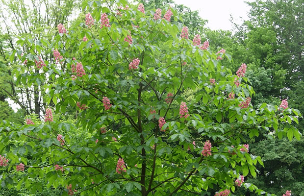 Bild von Aesculus x carnea – Rotblühende Rosskastanie, Purpur-Kastanie, Rote Rosskastanie