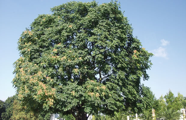 Bild von Ailanthus altissima – Chinesicher Götterbaum