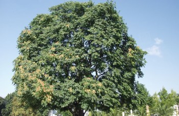 Thumbnail Ailanthus altissima – Chinesicher Götterbaum