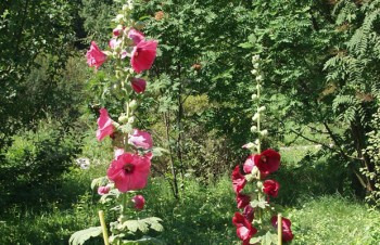Thumbnail Alcea rosea – Orient-Stockrose
