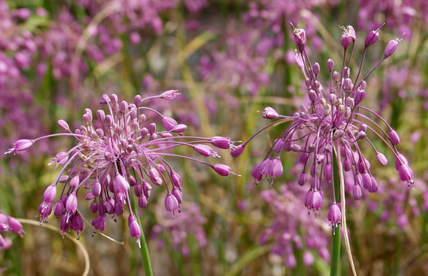Bild von Allium carinatum – Kiel-Lauch, Gekielter Lauch