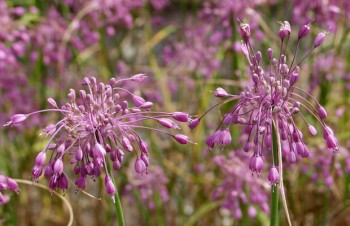 Thumbnail Allium carinatum – Kiel-Lauch