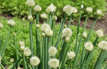 Thumbnail Allium cepa – Zwiebel